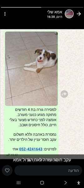 כלבים - מעורב <br>       