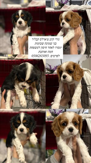 כלבים קבליר קינג צארלס ספנייל חדרה והסביבה 