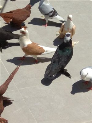 תוכים ובעלי כנף - יונים <br>       