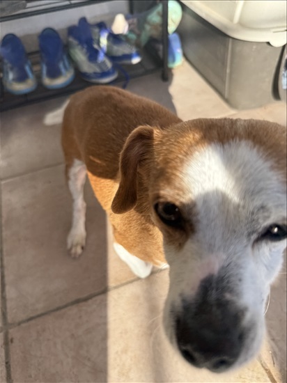 תמונה 1 ,כלבים אחר   Looking for a Small Size  למסירה בBinyamina 