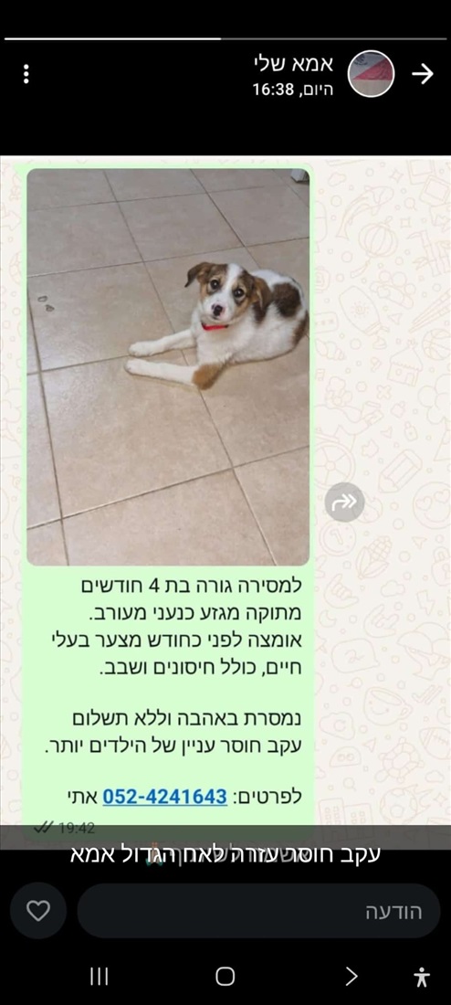 תמונה 1 ,כלבים מעורב   לינדה למסירה בבאר שבע