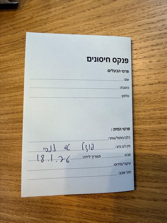 תמונה 7 ,כלבים פודל טוי   נור למכירה בבאקה אל-גרביה