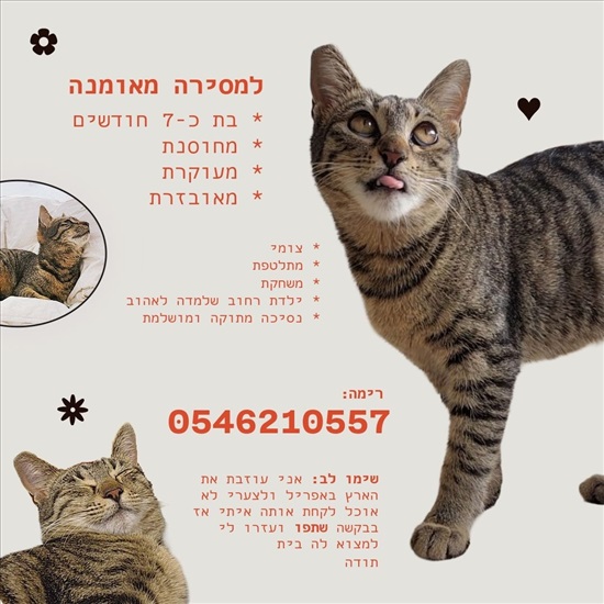 תמונה 7 ,חתולים מעורב   וין למסירה בחדרה