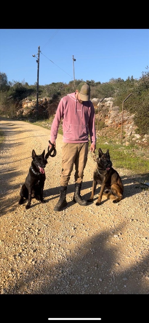 תמונה 2 ,כלבים רועה בלגי   נלה למכירה במורשת