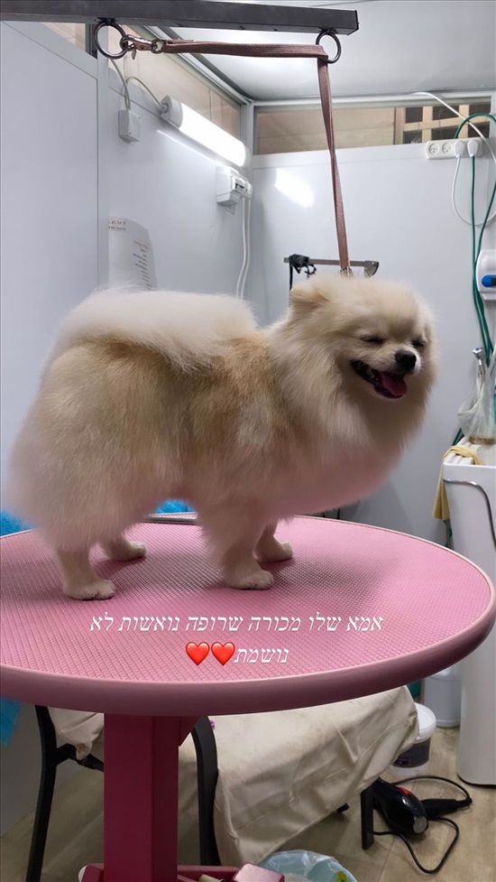 תמונה 2 ,כלבים פומרניאן   כלב לשידוך בבאר שבע