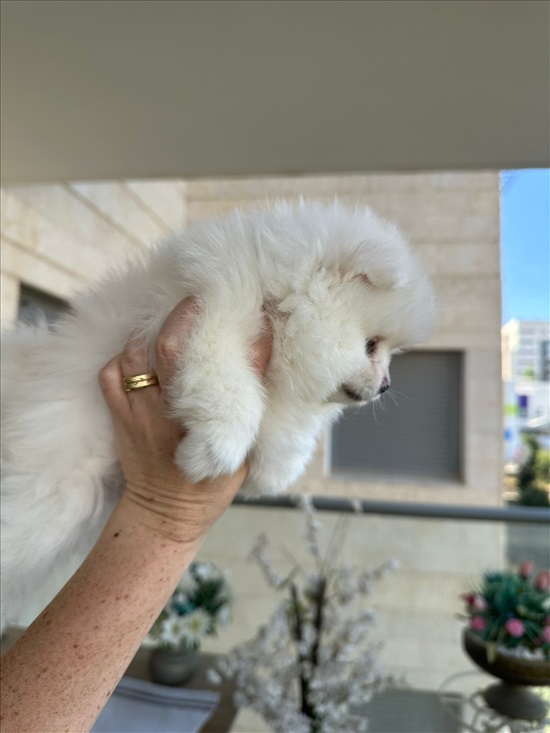 תמונה 3 ,כלבים פומרניאן   פומרניין ננסי למכירה בחיפה