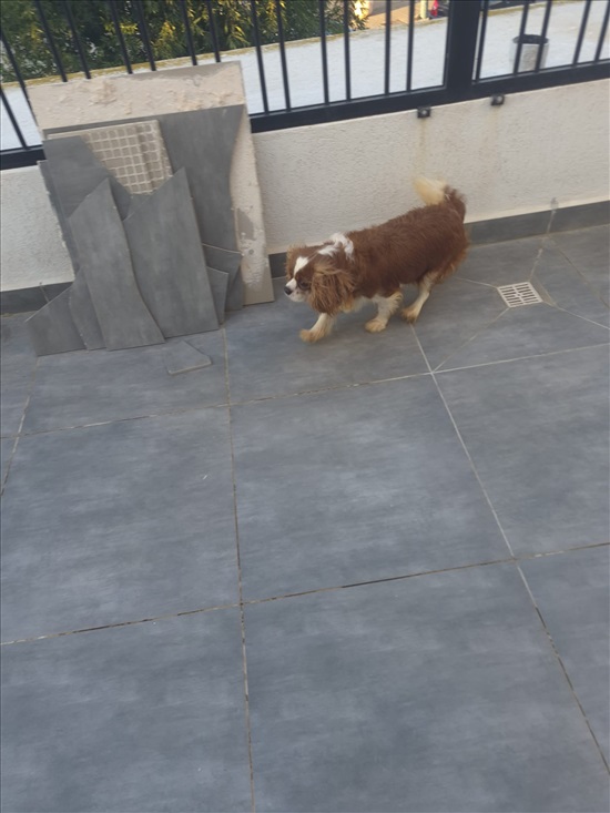 תמונה 2 ,כלבים קבליר קינג צארלס ספנייל   א למכירה באשקלון