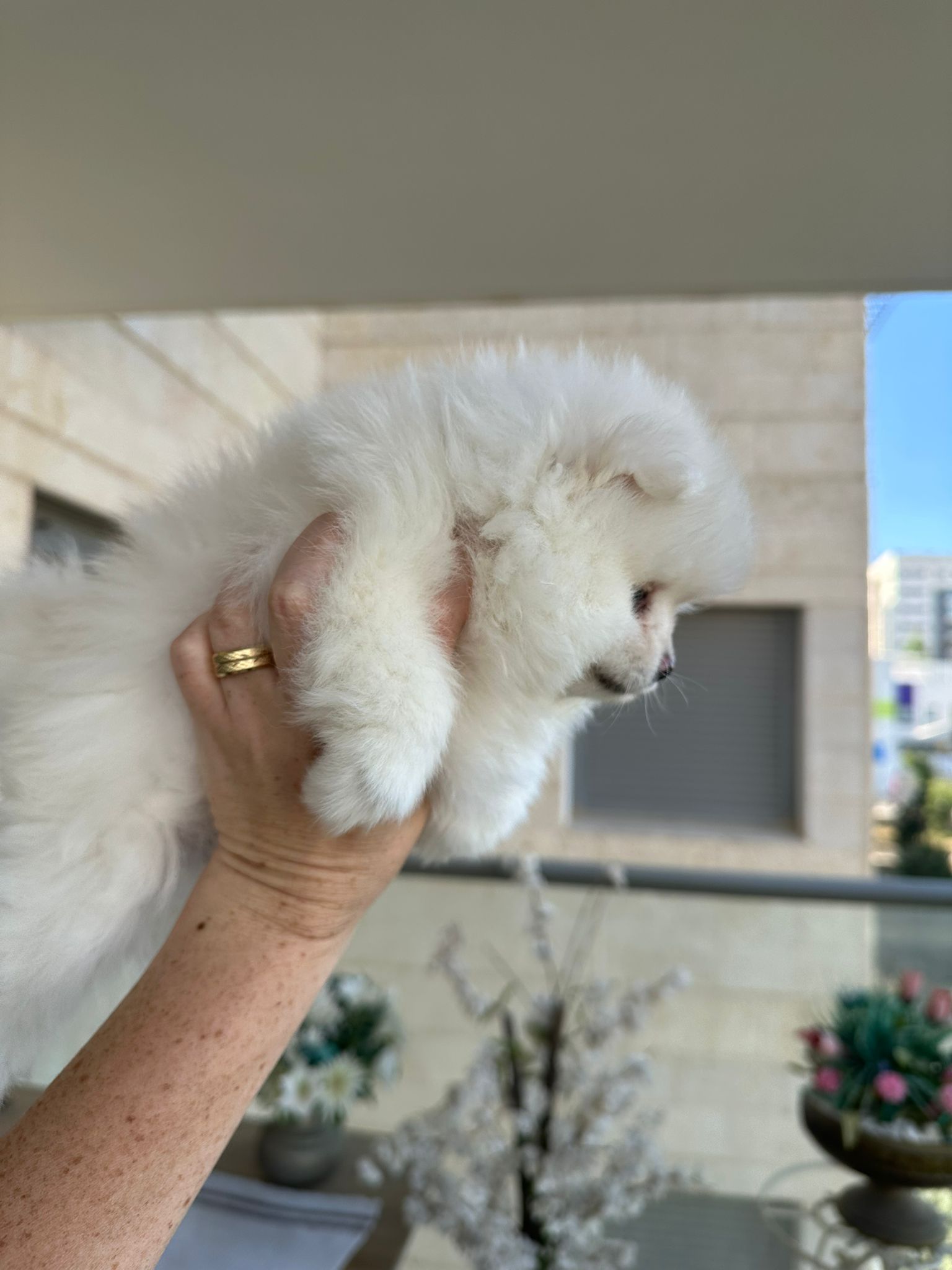 תמונה 3, כלבים | פומרניאן   | פומרניין ננסי למכירה בחיפה
