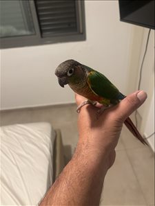 תוכים ובעלי כנף - אחר <br>       