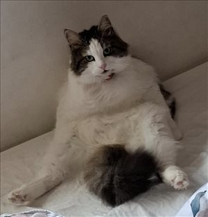 חתולים - אחר <br>       