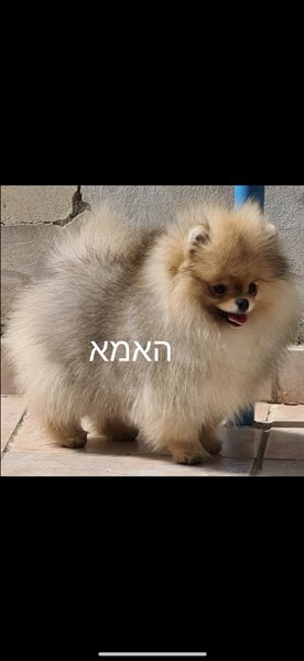 כלבים פומרניאן  