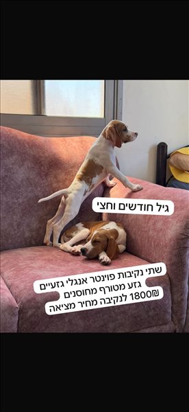 כלבים פוינטר אנגלי אשדוד והסביבה 