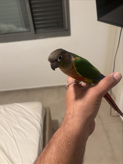 תמונה 1 ,תוכים ובעלי כנף אחר   גרין ציק  למכירה בקרית מלאכי