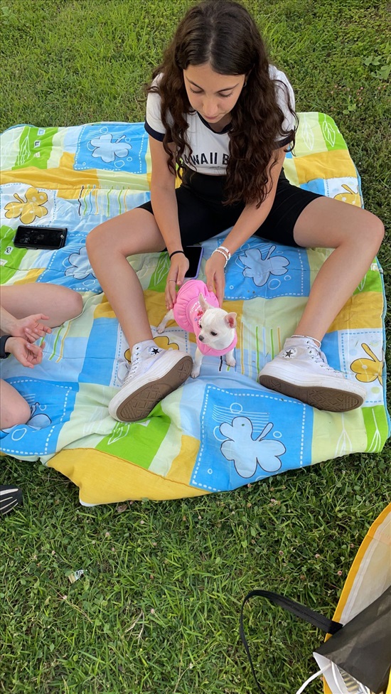 תמונה 5 ,כלבים צ`יוואווה   שנאל  למכירה בנהריה