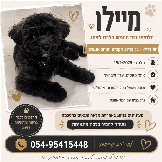 תמונה 3 ,כלבים מלטיפו   מיילו לשידוך באלעד
