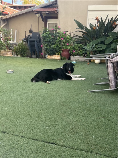 תמונה 1 ,כלבים בורדר קולי   תומאס למכירה בנהריה