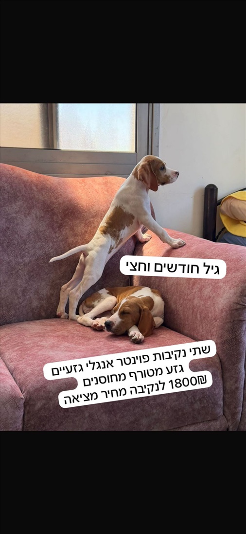 תמונה 1 ,כלבים פוינטר אנגלי   לוסי למכירה בחיפה