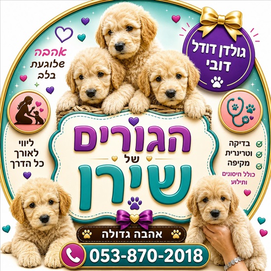 תמונה 7 ,כלבים גולדן דודל   גולדן דודל למכירה בראשון לציון