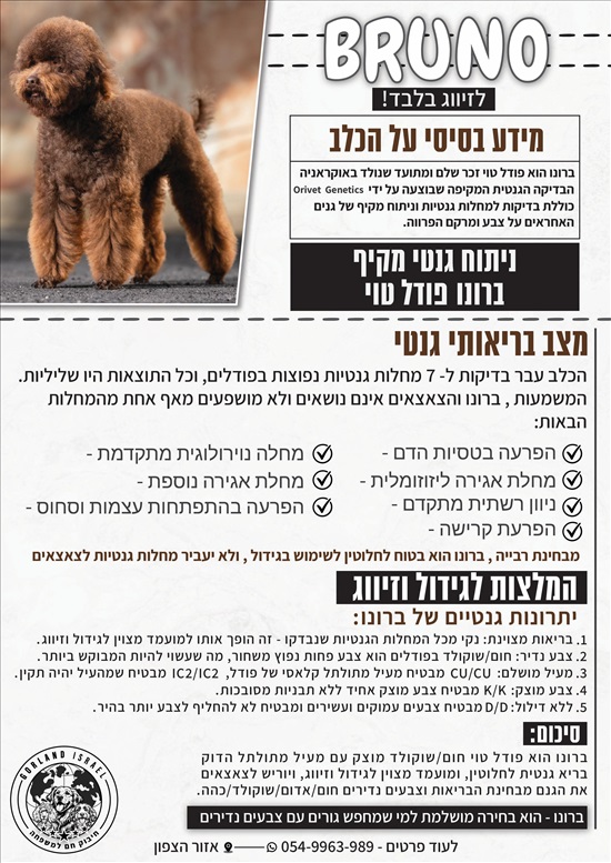 תמונה 8 ,כלבים פודל טוי   בודל טוי  למכירה בנהריה 