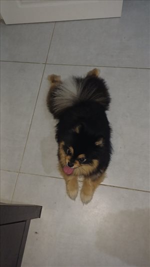 Ke 
