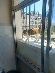 חתולים מעורב ים המלח והבקעה 