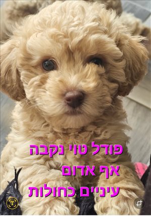 כלבים פודל טוי  