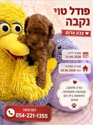 כלבים פודל טוי  