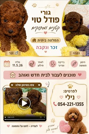 כלבים פודל טוי  