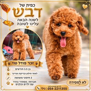 פודל טוי/ננסי 