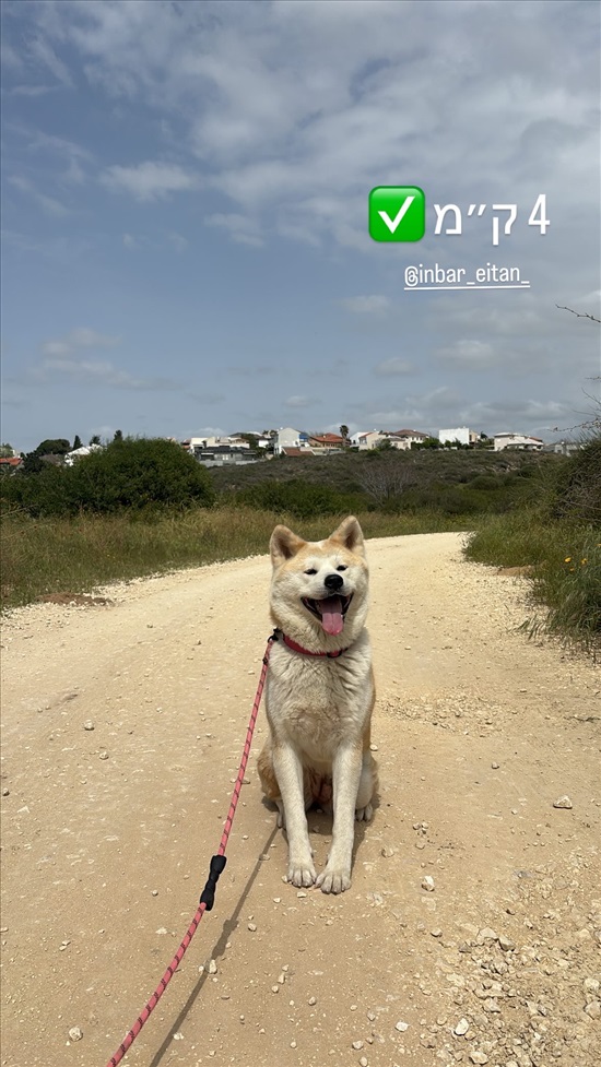 תמונה 2 ,כלבים אקיטה יפני   צ׳יקה למסירה בגבעת זאב