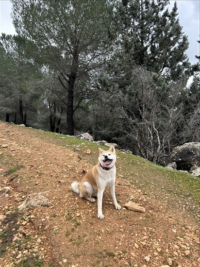 תמונה 9 ,כלבים אקיטה יפני   צ׳יקה למסירה בגבעת זאב