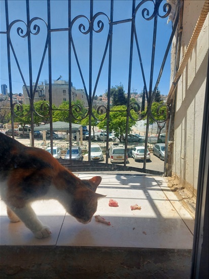 תמונה 3 ,חתולים מעורב   קיקי למסירה בירושלים