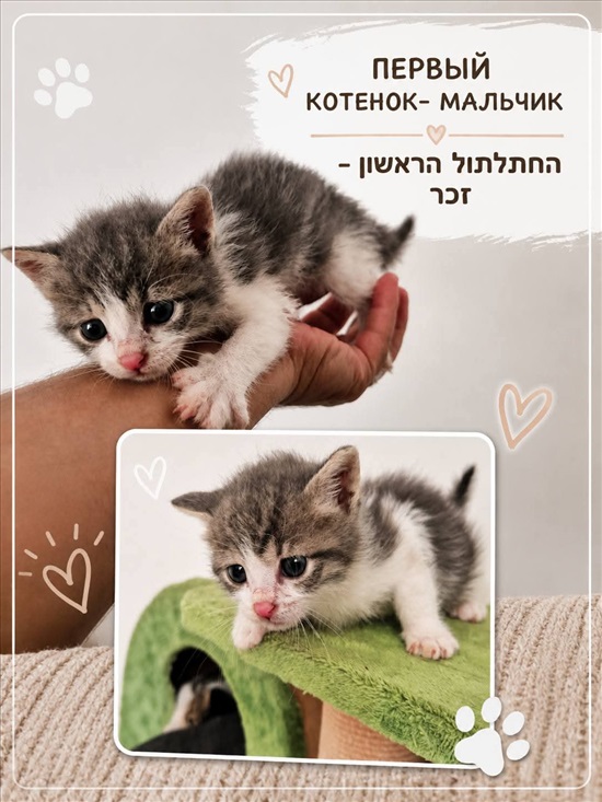 תמונה 1 ,חתולים אחר   חתולים לאימוץ בתל אביב