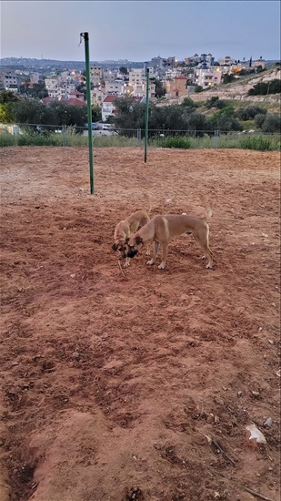 תמונה 6 ,כלבים מעורב   צ׳אק למסירה ברמת גן