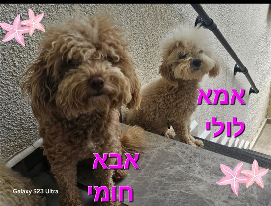 תמונה 4 ,כלבים פודל טוי   פודל למכירה בקרית אתא