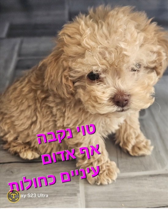 תמונה 2 ,כלבים פודל טוי   פודל למכירה בקרית אתא