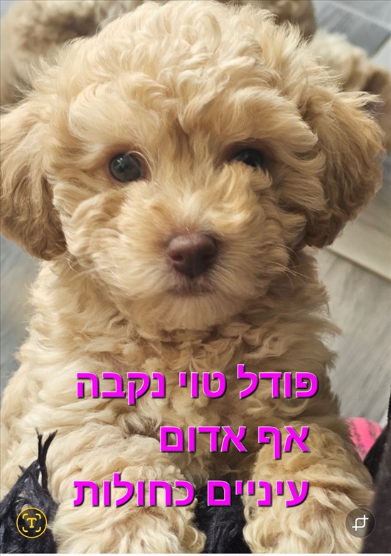 תמונה 1 ,כלבים פודל טוי   פודל למכירה בקרית אתא