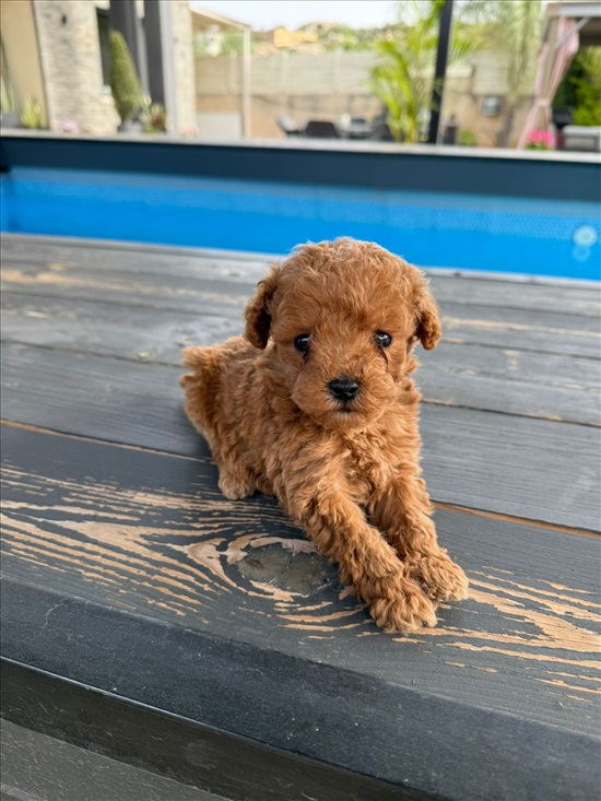 תמונה 4 ,כלבים פודל טוי   אין למכירה בירכא