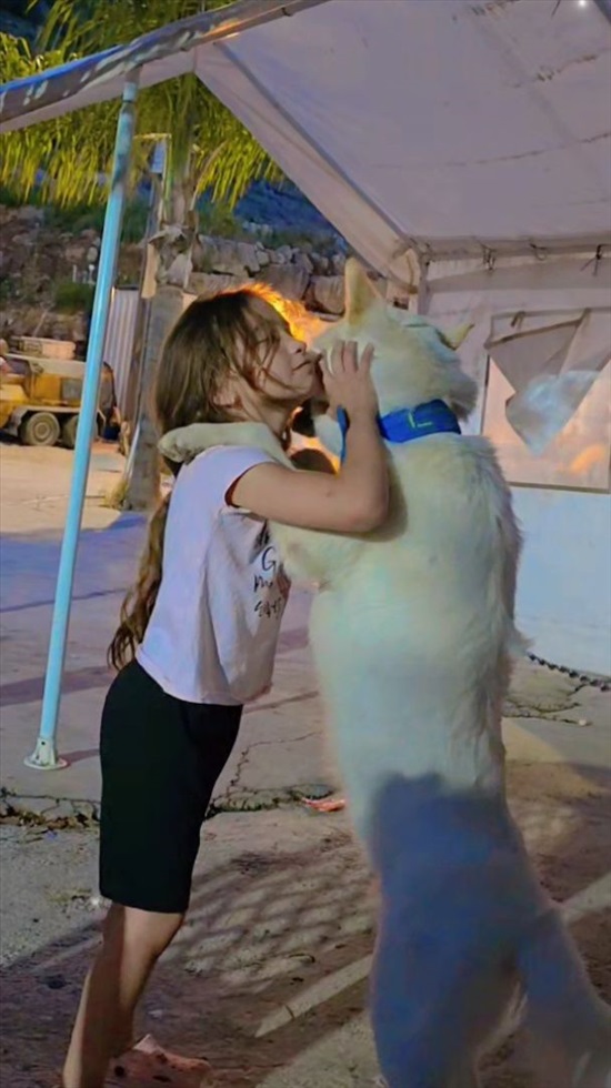 תמונה 2 ,כלבים האסקי סיבירי   בילא למכירה בטורעאן