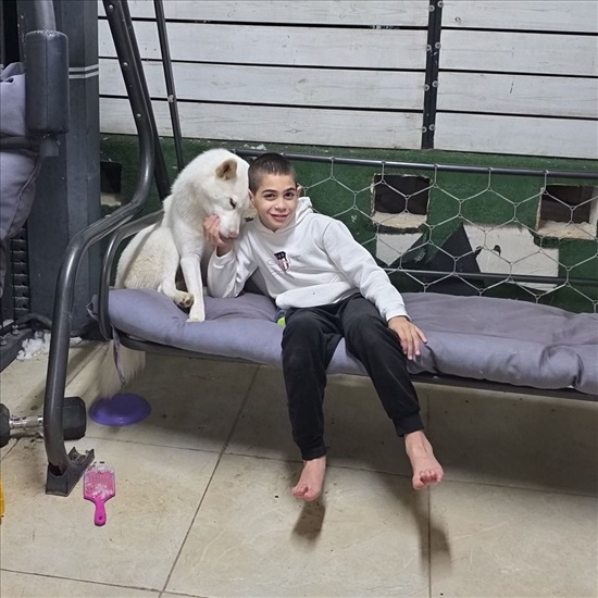 תמונה 4 ,כלבים האסקי סיבירי   בילא למכירה בטורעאן