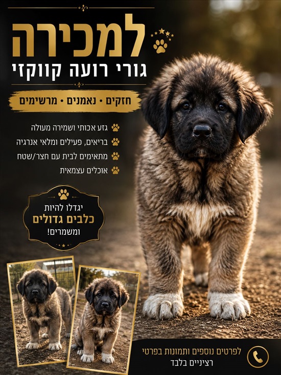 תמונה 1 ,כלבים רועה קאווקזי   קאווקזי למכירה בשחר