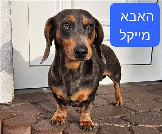 תמונה 5 ,כלבים תחש ננסי   תחש דקל ננסי ארנבי למכירה בחיפה