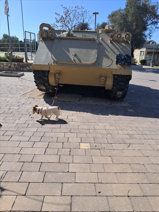 תמונה 3 ,כלבים פקינז   סנופי למסירה במגדל העמק