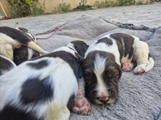 תמונה 3 ,כלבים ספרינגר ספנייל   ספרינגר למכירה בבית חגי