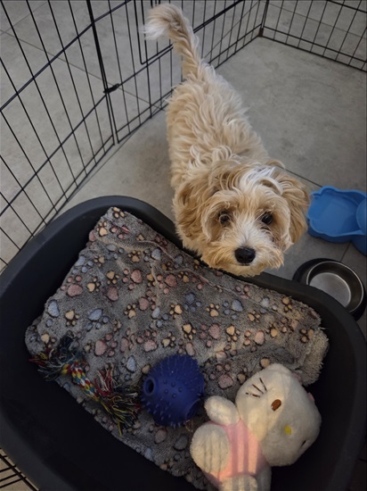 תמונה 1 ,כלבים מלטיפו   מייקי למכירה בנתניה