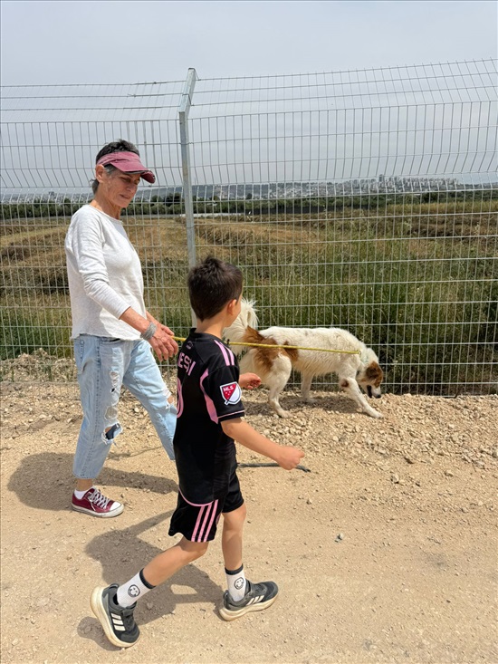 תמונה 2 ,כלבים כנעני   בילי למסירה בTEL AVIV