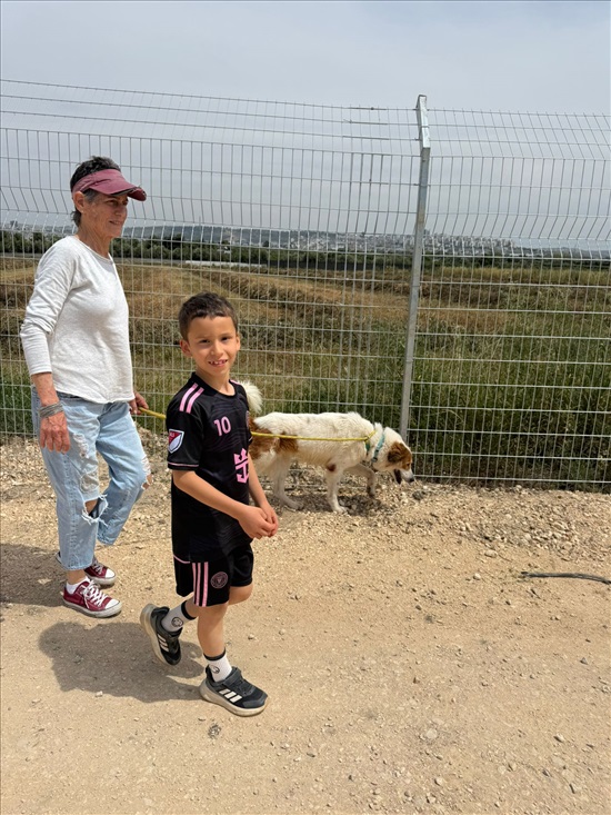 תמונה 4 ,כלבים כנעני   בילי למסירה בTEL AVIV