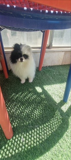 תמונה 3 ,כלבים פומרניאן   פומיק למכירה בתל אביב