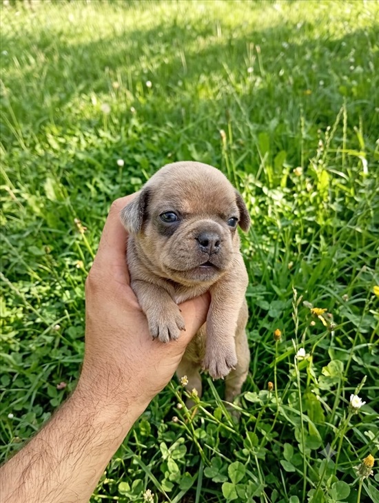 תמונה 1 ,כלבים בולדוג צרפתי   גורים מהממים למכירה בבאר שבע