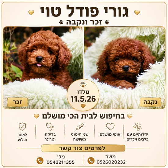תמונה 1 ,כלבים פודל טוי   פודל טוי/ננסי למכירה בכוכב יאיר